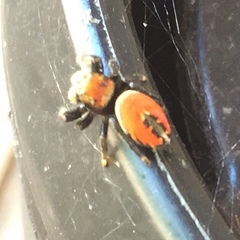 Phidippus apacheanus