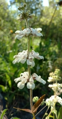 Collinsia tinctoria