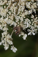 Anthophila fabriciana