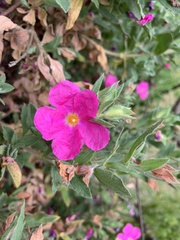 Cistus