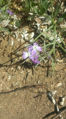 Matthiola sinuata