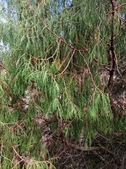 Juniperus flaccida