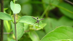 Physocephala furcillata
