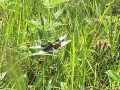 Libellula luctuosa
