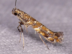 Gracillaria syringella