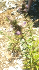 Ptilostemon casabonae
