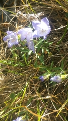Campanula forsythii