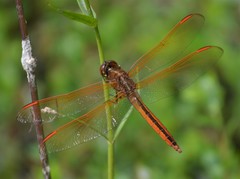 Libellula auripennis