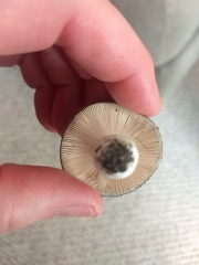 Russula adusta