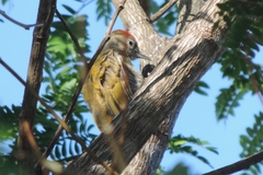 Dryobates passerinus