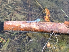 Erythemis simplicicollis