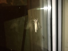 Phragmataecia castaneae