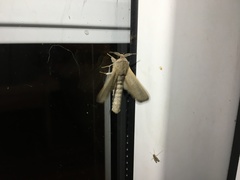 Phragmataecia castaneae