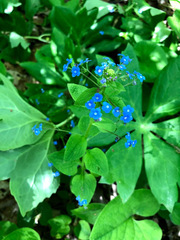 Brunnera macrophylla