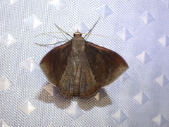 Sphacelodes vulneraria