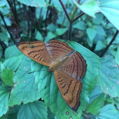 Pseudergolis wedah