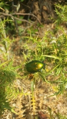 Protaetia cuprea cuprea