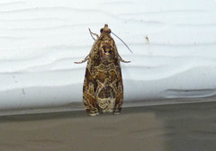 Olethreutes permundana