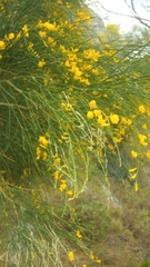 Genista aetnensis