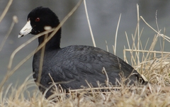 Fulica americana americana