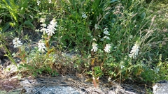 Collinsia tinctoria