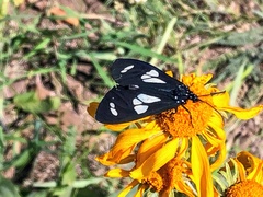 Gnophaela discreta