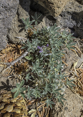 Lupinus lepidus utahensis