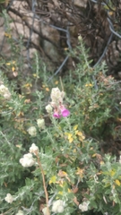 Teucrium marum