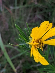 Coreopsis palmata