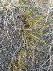 Carex filifolia