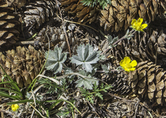 Potentilla concinna