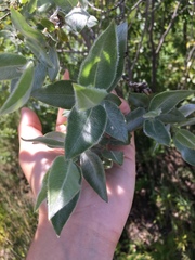 Salix cordata