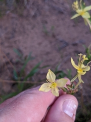 Oenothera clelandii