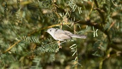 Polioptila melanura