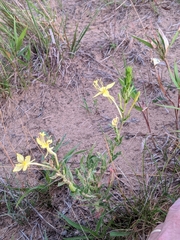Oenothera clelandii