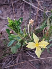 Oenothera clelandii