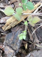 Desmodium rotundifolium