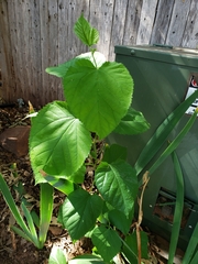 Magnoliopsida