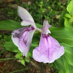 Roscoea purpurea