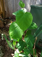 Magnoliopsida