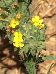 Camissoniopsis hirtella