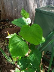 Magnoliopsida