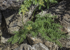 Cymopterus hendersonii