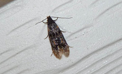 Tineidae clade b