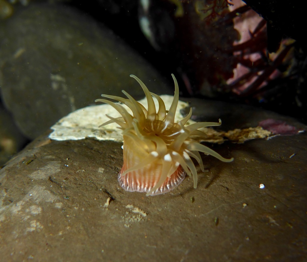 Brooding Anemone (Cnidarians of the Eastern Pacific - Anthozoans