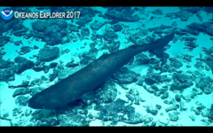 Pacific Sleeper Shark photo 1