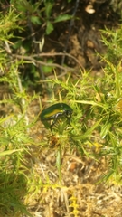 Protaetia cuprea cuprea