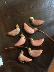 Erythrina ulei