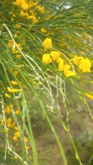 Genista aetnensis