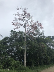 Erythrina ulei